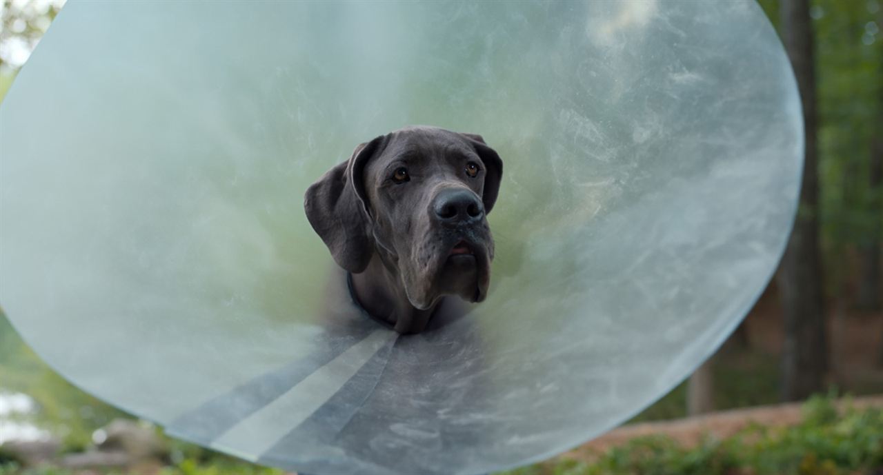 Ruim pra Cachorro : Fotos