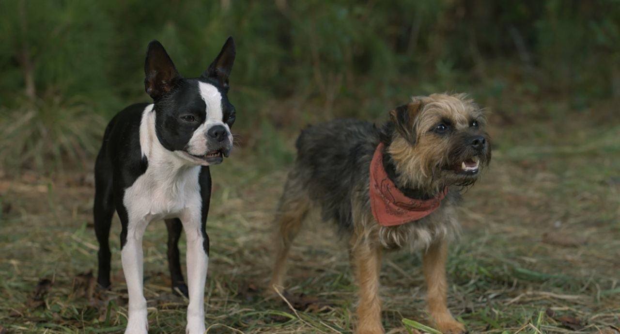 Ruim pra Cachorro : Fotos