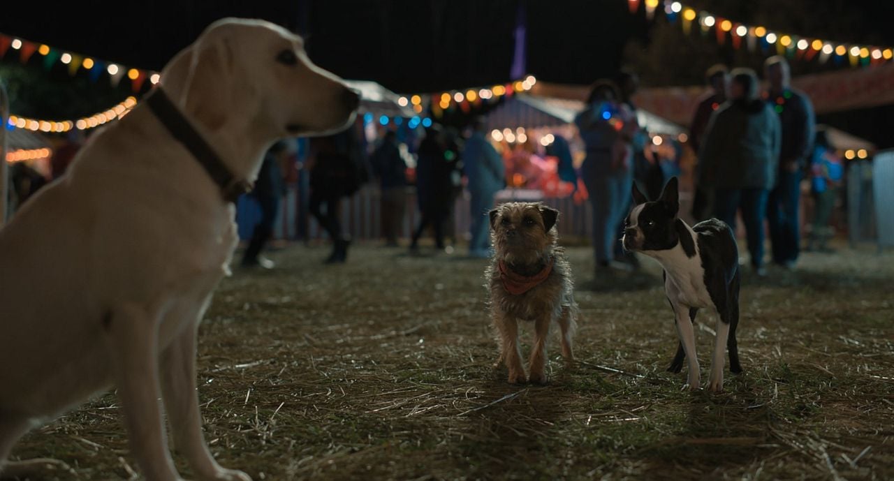 Ruim pra Cachorro : Fotos