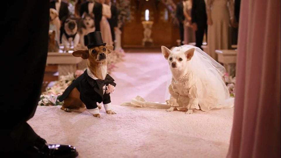 Trailer do filme Perdido Pra Cachorro 2 Perdidos Pra Cachorro 2 Trailer Original AdoroCinema Trailer do filme Perdido Pra Cachorro 2 Perdidos Pra Cachorro 2 Trailer Original AdoroCinema